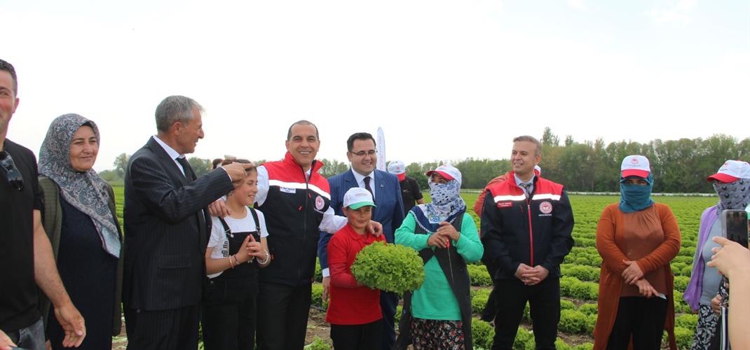 Iğdır’da Marul Hasadı Başladı