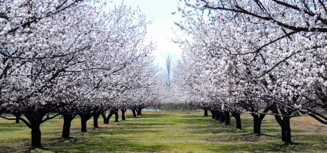 ZİRAİ DON TEHLİKESİNE İLİŞKİN BİLGİLENDİRME DUYURUSU