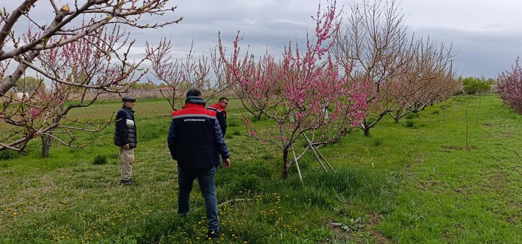 TARIMSAL ÜRÜNLERDE DON RİSKİNE KARŞI GÜNLÜK İZLEME SÜRDÜRÜLÜYOR