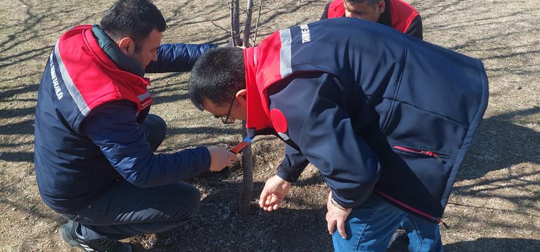 IĞDIR’DA DÜŞÜK VERİMLİ AĞAÇLAR AŞILAMA İLE YENİDEN KAZANDIRILIYOR