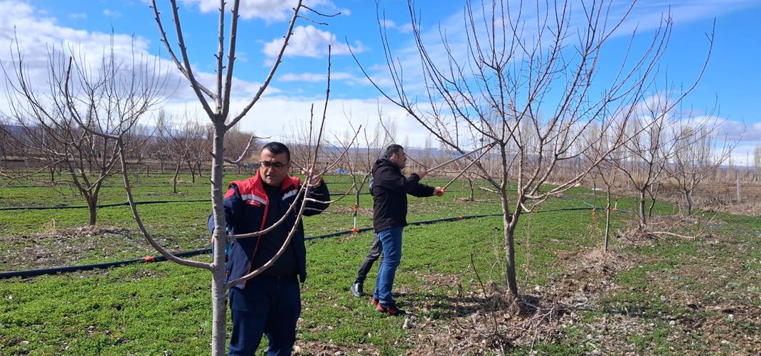ÇİFTÇİLERİMİZE YÖNELİK UYGULAMALI MEYVE AĞAÇLARINDA BUDAMA EĞİTİMLERİ DEVAM EDİYOR