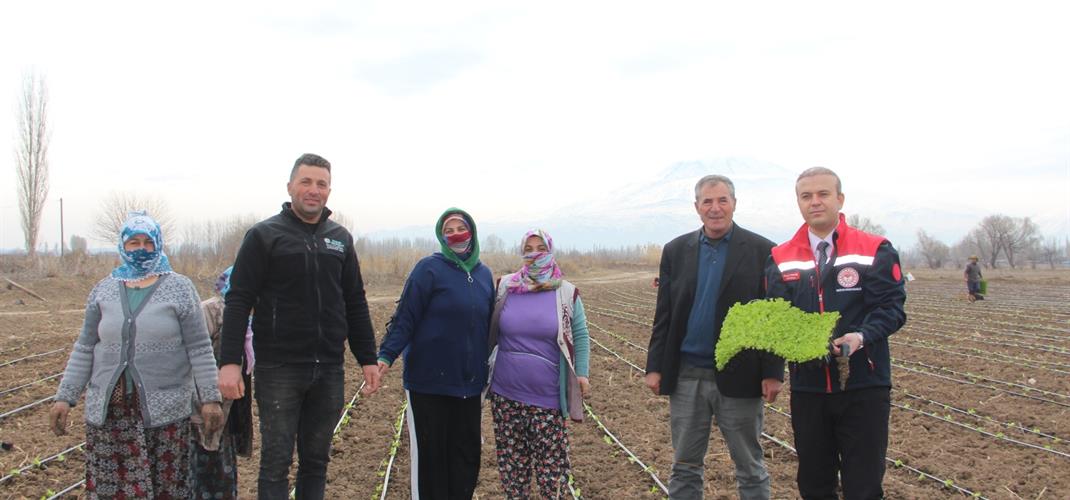 İLİMİZDE ÖRTÜALTI ERKENCİ MARUL EKİMİ YAPILDI