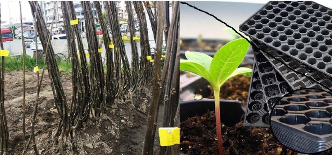 TOHUM, FİDE VE FİDAN ALIRKEN DİKKAT EDİLECEK HUSUSLAR!