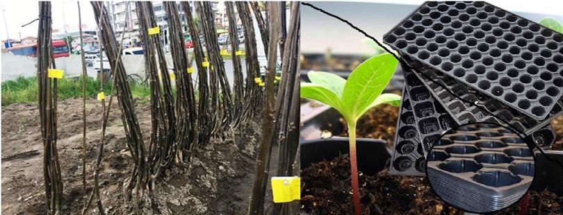 TOHUM, FİDE VE FİDAN ALIRKEN DİKKAT EDİLECEK HUSUSLAR!